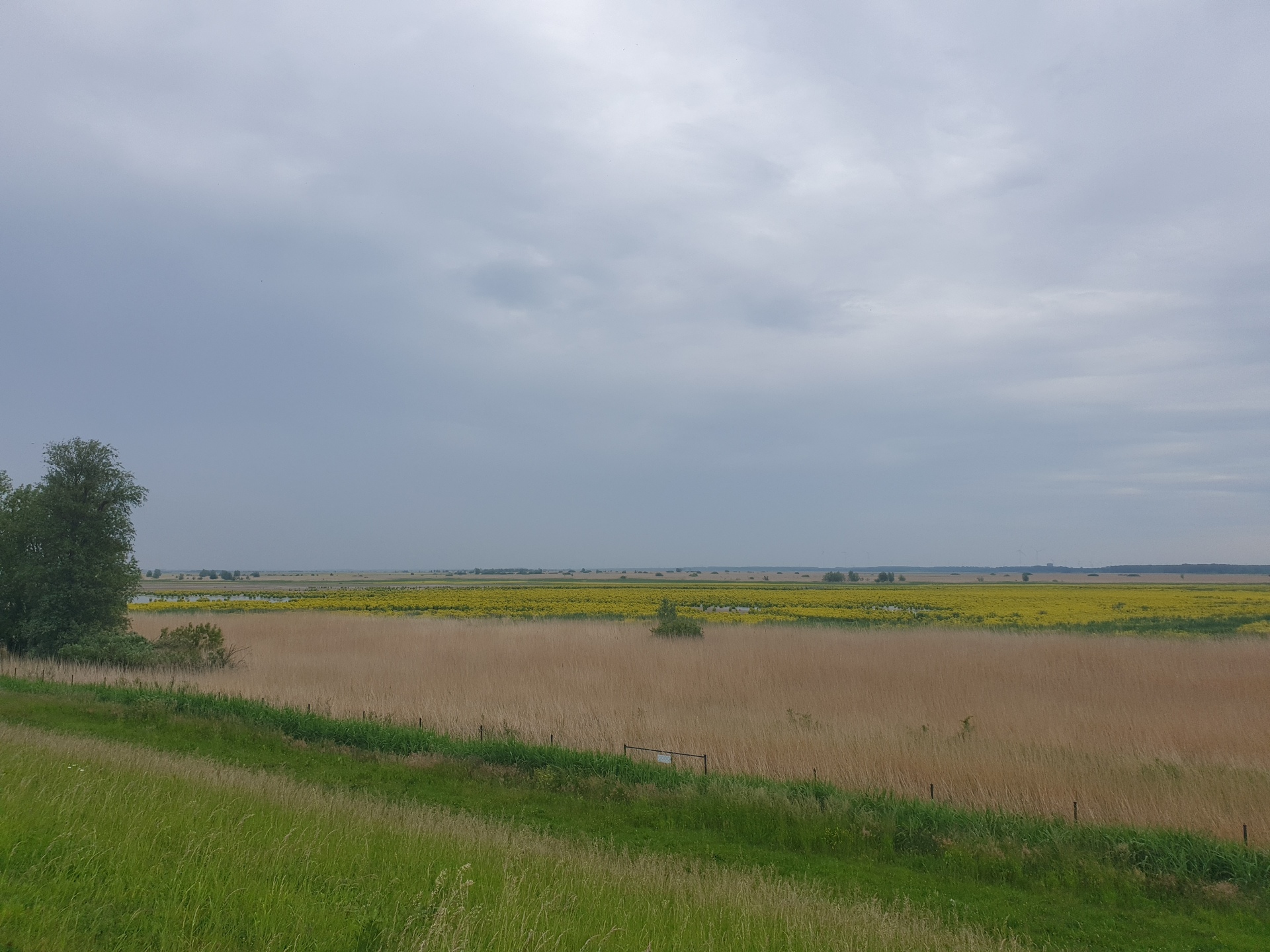 Polderland with plenty of yellow Jacobs ragwort
