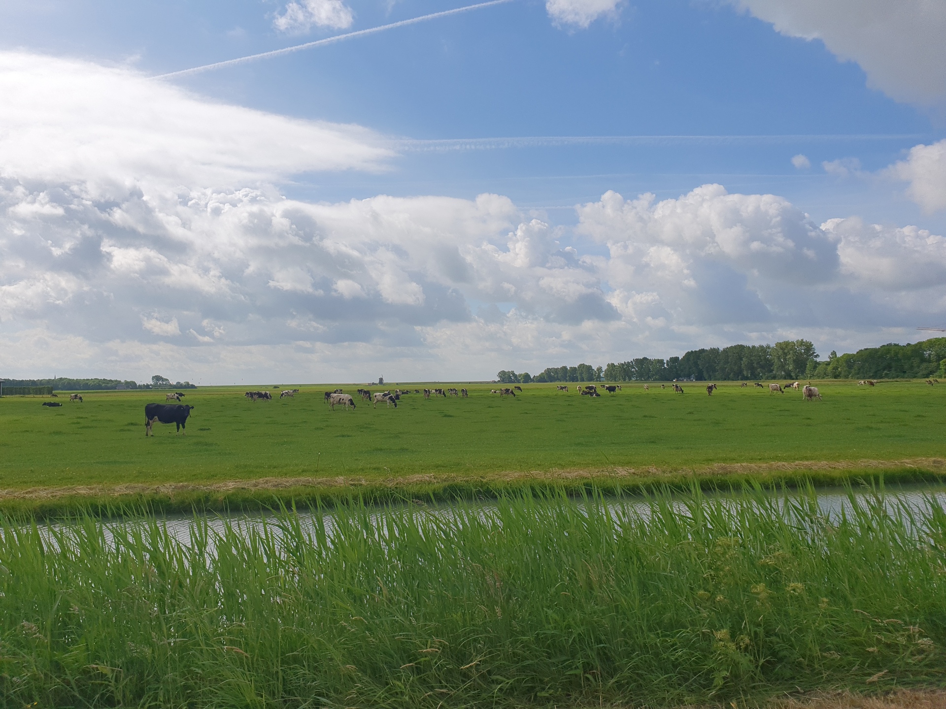 A ditch, a meadow, cows and a wind mill in the background - typically Dutch